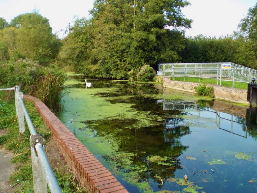 Swans on Hadleigh's River Brett