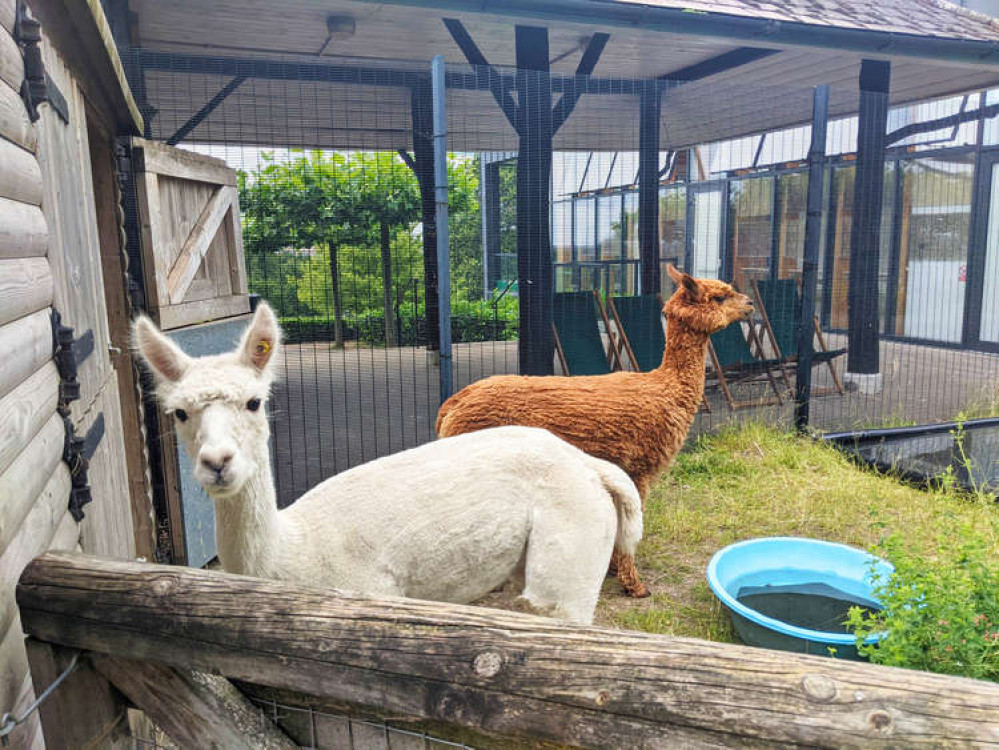 Alpacas Eva And Poppy at The Horniman Museum in Forest Hill (Image: The Horniman Museum)