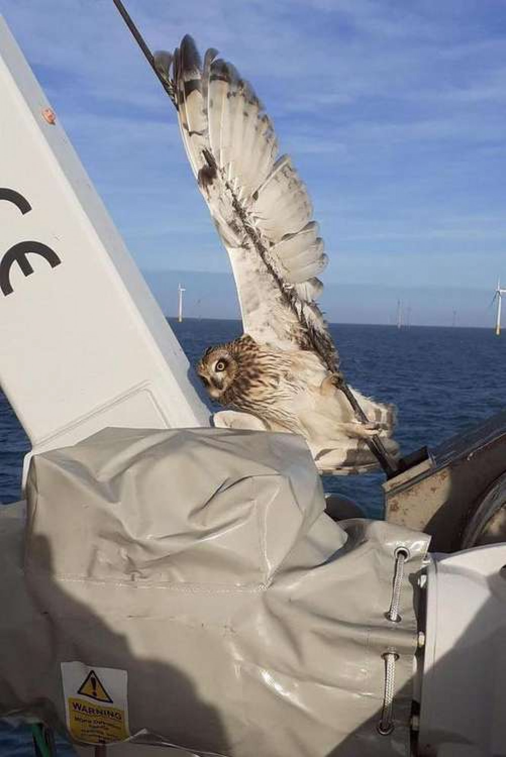 The owl became unwisely trapped on board (Picture credit: Marine and Wildlife Rescue) The owl became unwisely trapped on board (Picture credit: Marine and Wildlife Rescue)