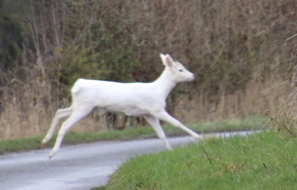 Rare white deer (Picture credit: Christine Crook)