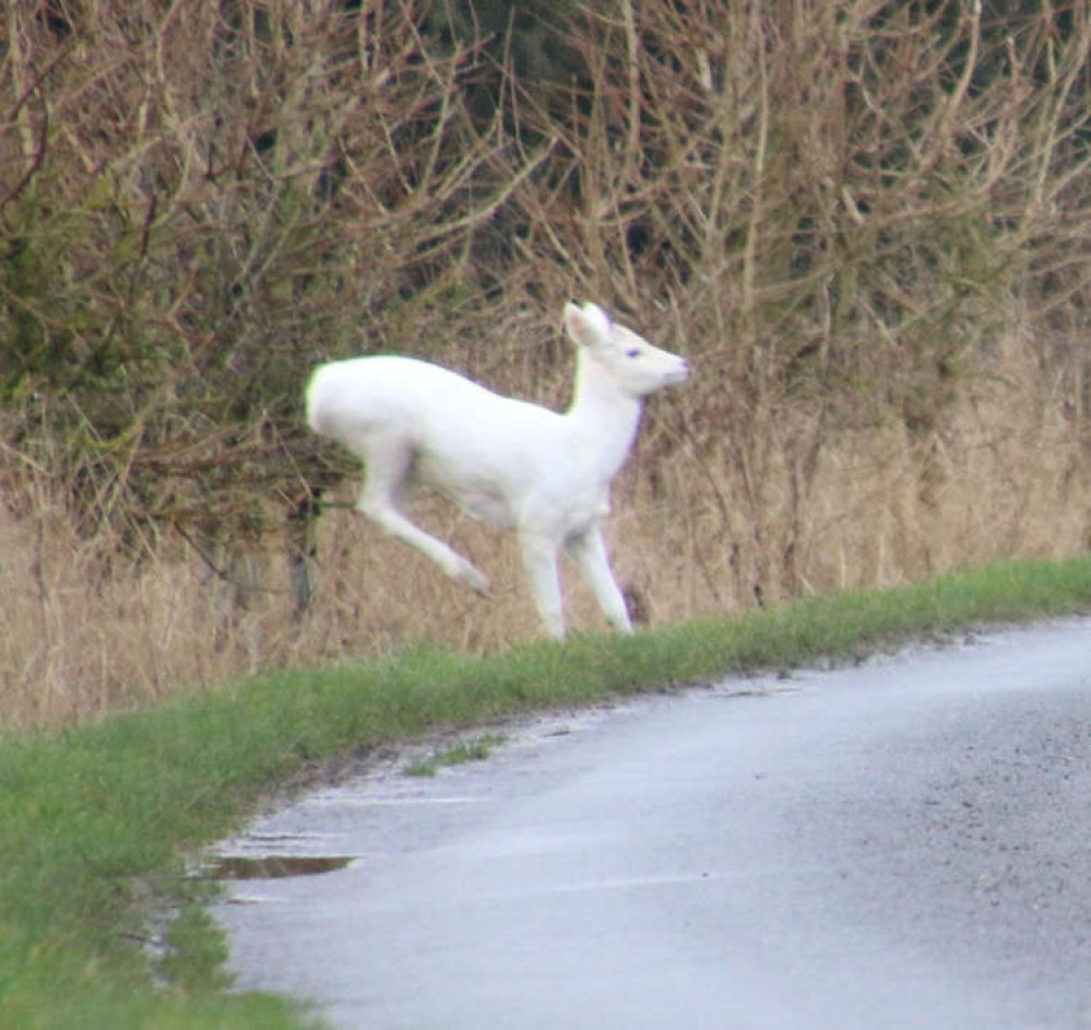 White deer near pond (Picture credit: Christine Crook)