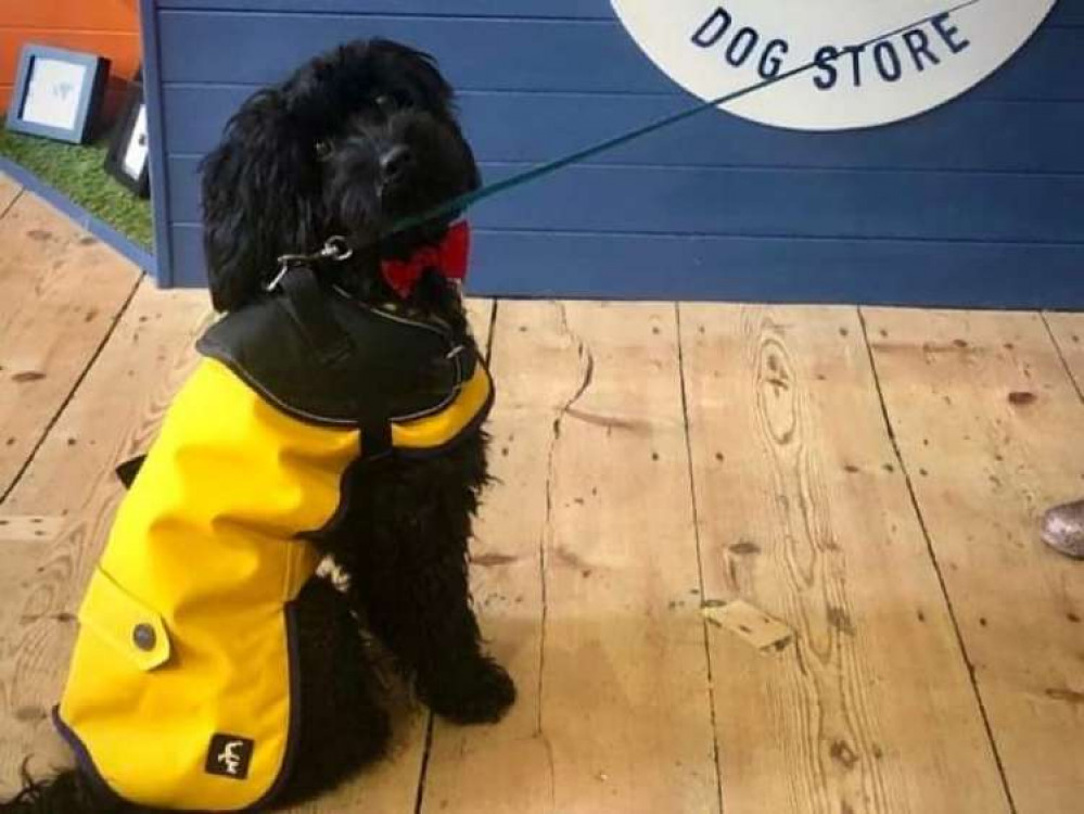 Another customer waiting at Southpaw Dog Store.