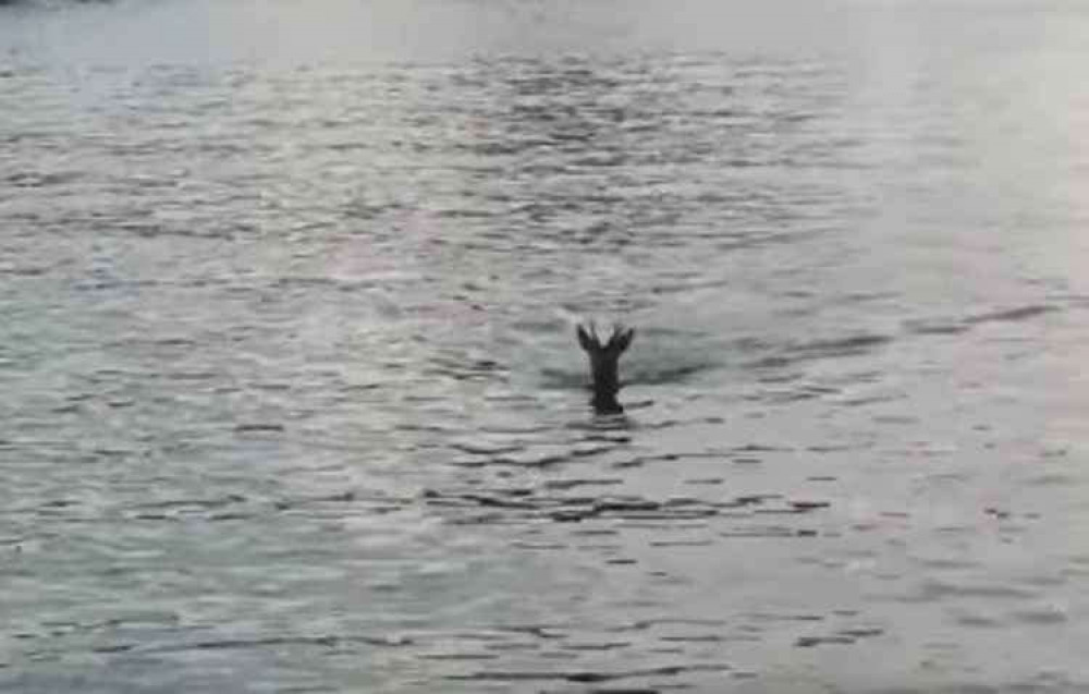 The deer swimming in Mawnan, photo taken by Olivia Abbott.