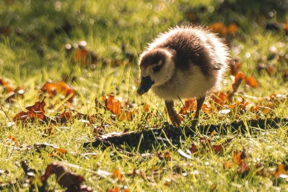 Taking its first steps (Image: @thisnorthernboy)