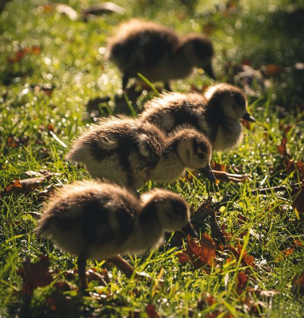 The adorable youngsters were born unusually late in the year (Image: @thisnorthernboy)