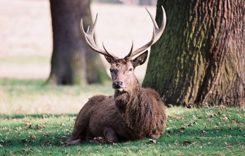 A deer in Richmond Park, near Kingston (Image: Bruno Girin, CC BY-SA 2.0)