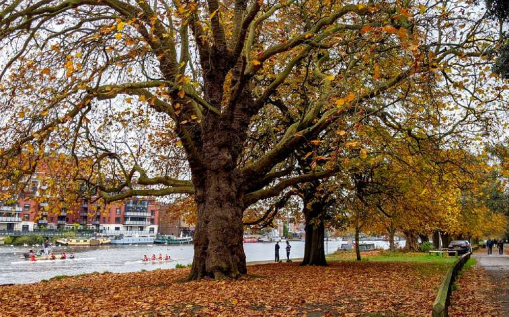 Autumn leaves on Barge Walk by Kingston bridge (Image: Ellie Brown)