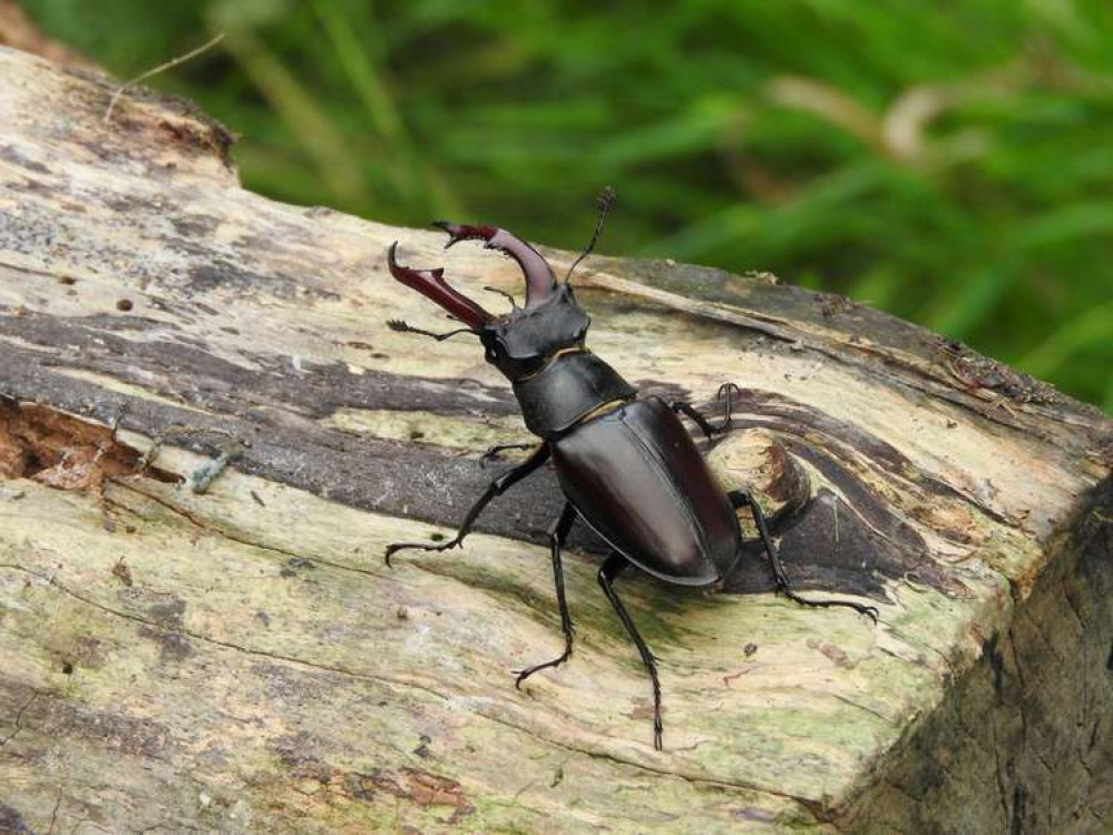 Dead or rotting wood are the main food sources for the threatened species (Image: Royal Parks) Dead or rotting wood are the main food sources for the threatened species (Image: Royal Parks)