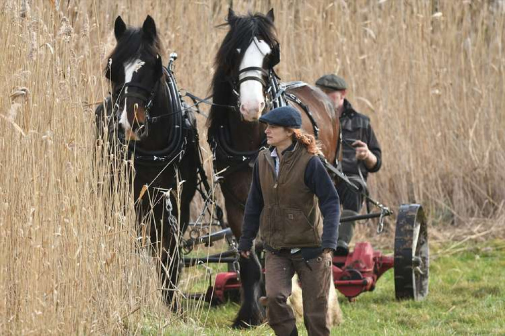 Shire horses help with reed management in Bushy Park (Image: Royal Parks) Shire horses help with reed management in Bushy Park (Image: Royal Parks)