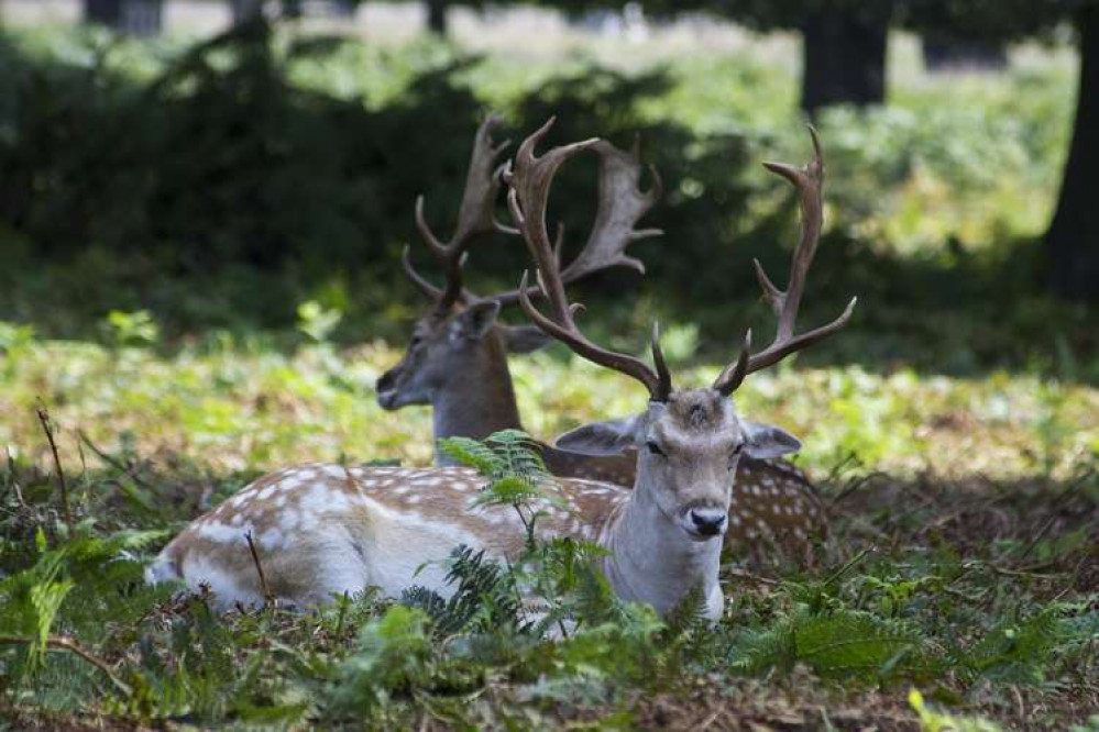 Nearby Royal Parks Richmond Park and Bushy Park will also close for the day