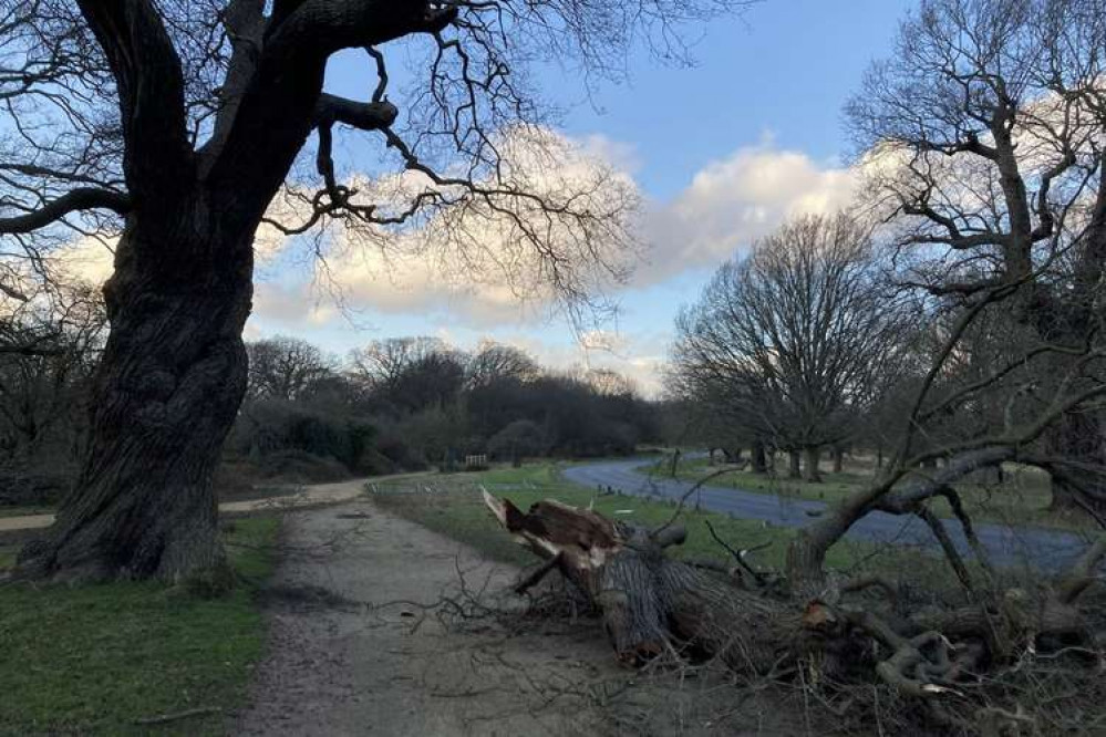 Tree branches by the popular Tamsin Trail were blown down in the storm (Image: Royal Parks)