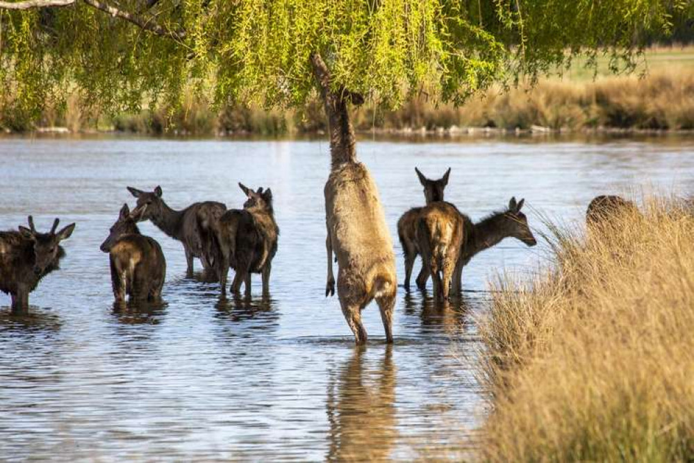 Deer in Bushy Park (Image: Sue Lindenberg)