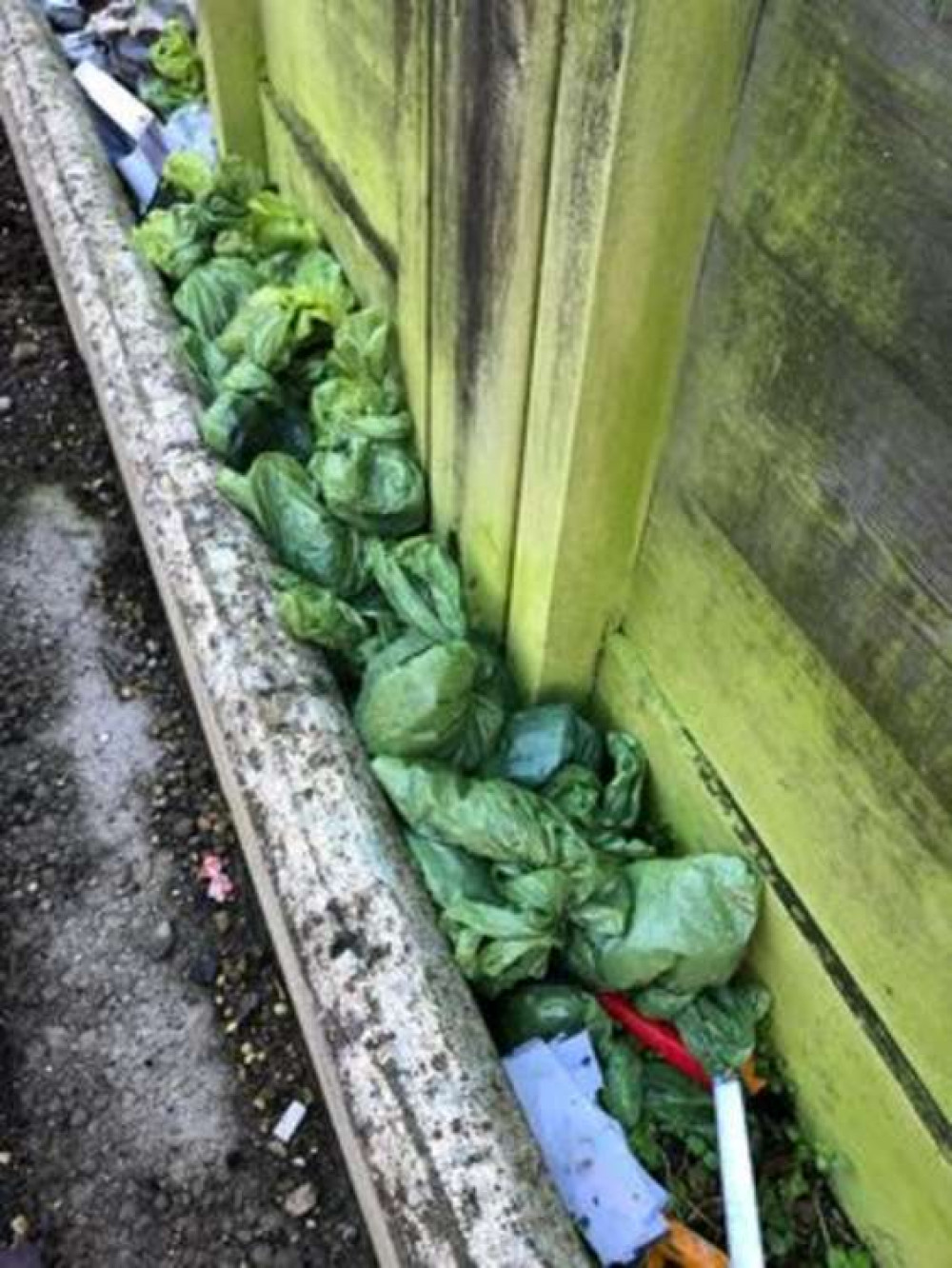 The litter - scores of dog poo bags in Westfield January 13