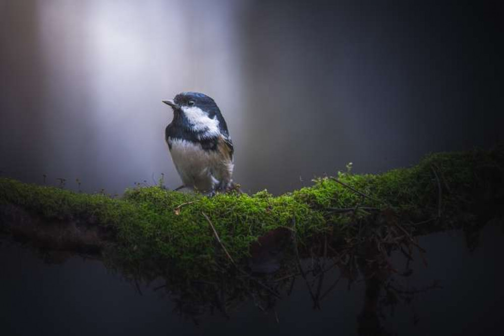 What birds will you spot ? Photo by Daniil Komov on Unsplash What birds will you spot ? Photo by Daniil Komov on Unsplash
