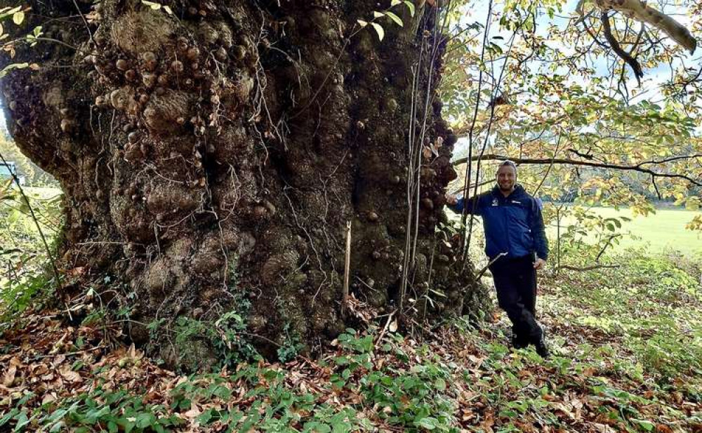 The tree is listed in the Woodland Trust's top 10 for 2021