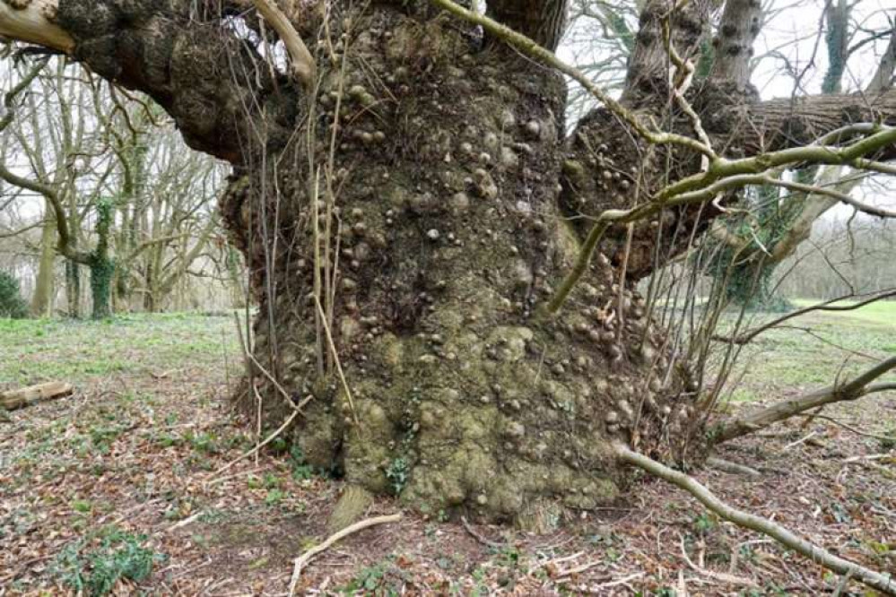 The 'gargantuan' tree is situated within the boundaries of Willesley Park Golf Club