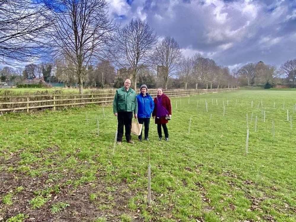 The newly-planted Platinum Jubilee Wood in Prior Park