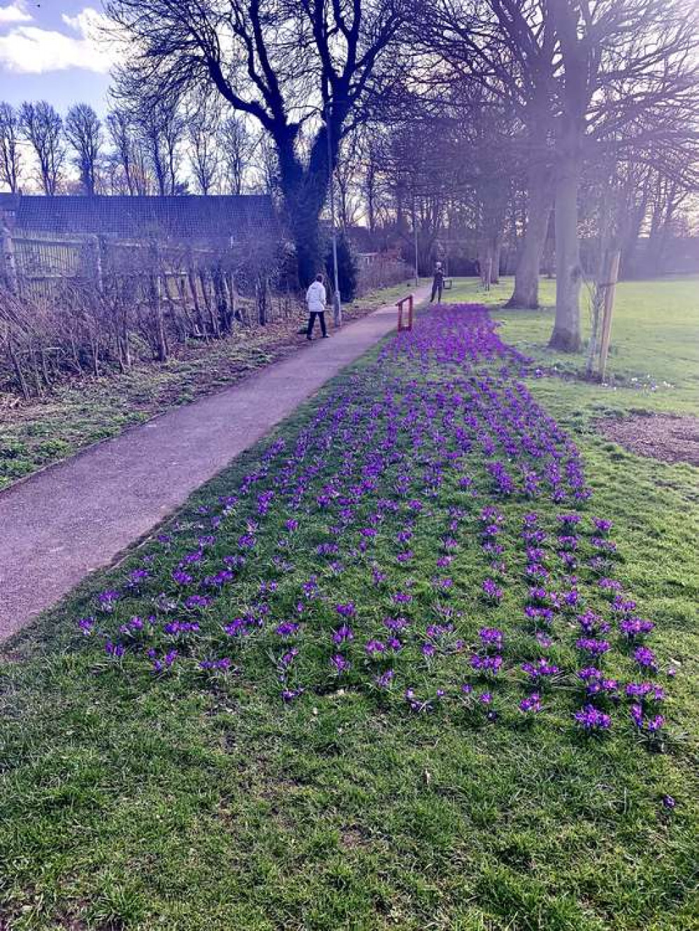 The crocuses provide a splash of colour to add to the spring scenery at the Bath Grounds