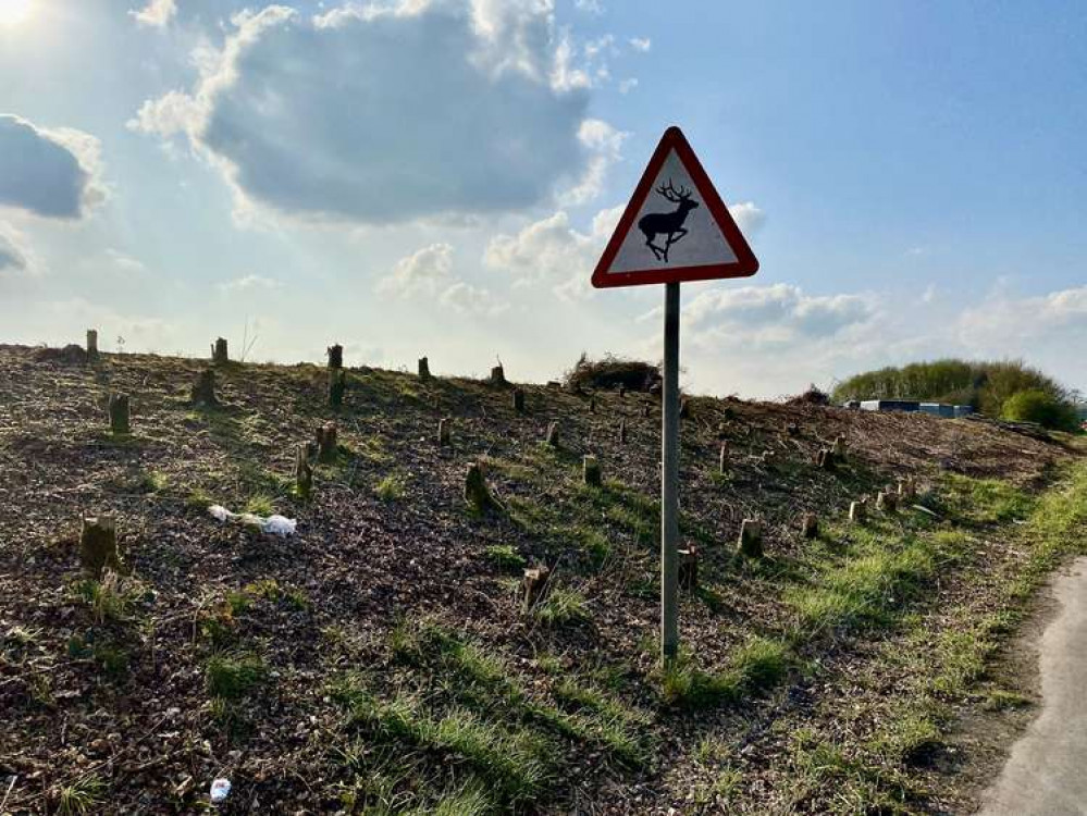 The trees have been ripped out on the site of the new roundabout which will link the Money Hill estate to the A511