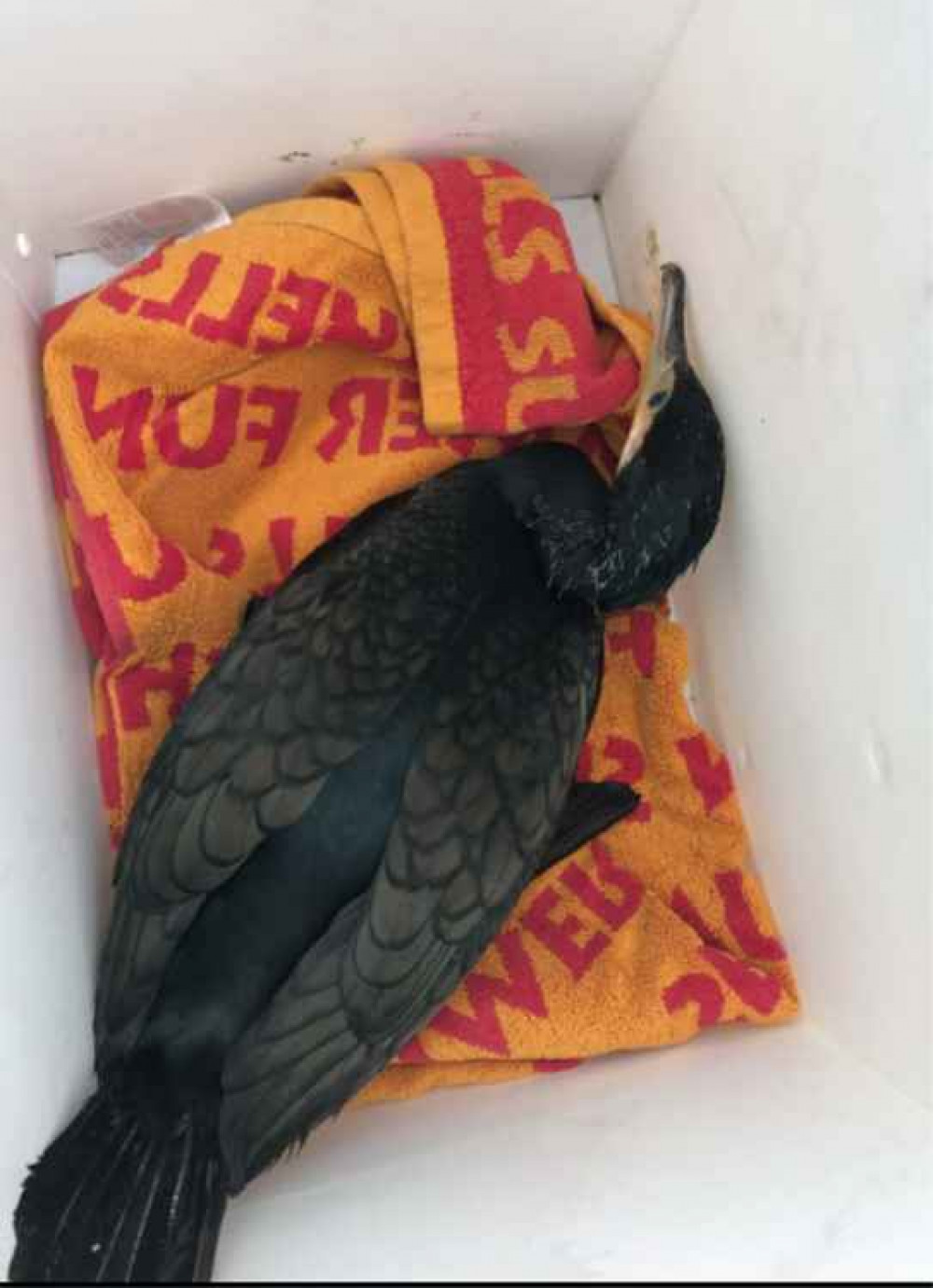 The injured bird was taken to the South Essex Wildlife Hospital at Orsett