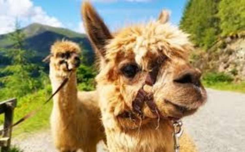 Plenty of day trips on offer including this Alpaca walk for 2 at Wetley Moor Alpacas Plenty of day trips on offer including this Alpaca walk for 2 at Wetley Moor Alpacas