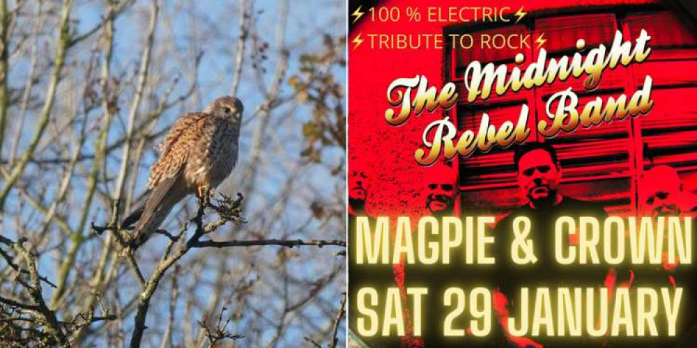 Bird watching and live rock music in Brentford this weekend.