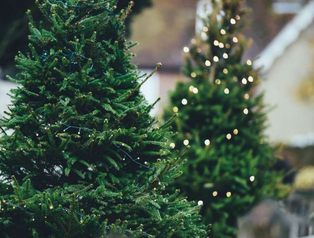 Groves Nurseries is calling on businesses to sponsor a Christmas tree and spread some festive cheer