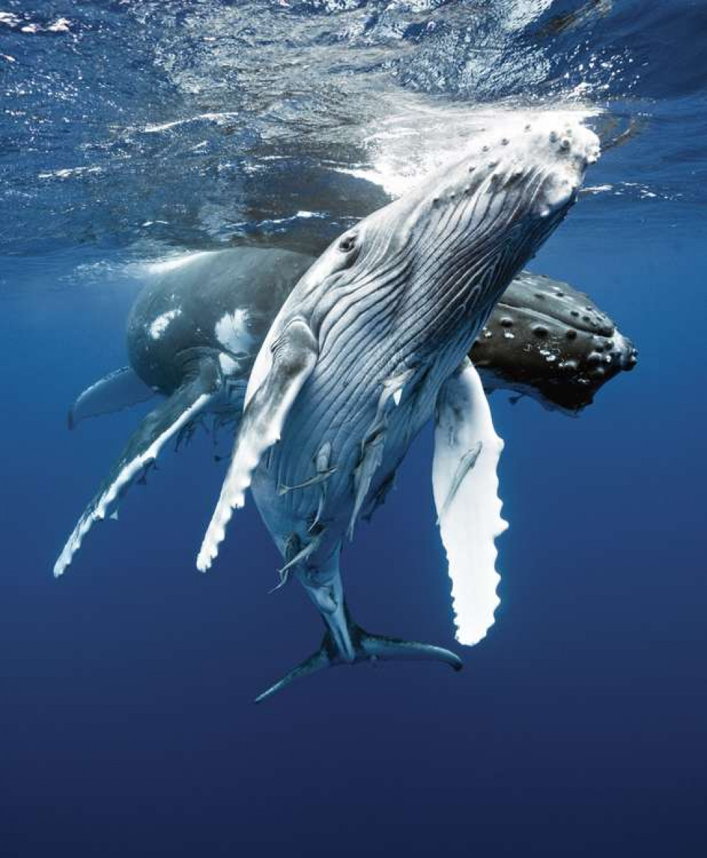 Humpback whales from Creatures of the Deep Photography © photographers from Creatures of the Deep by Erich Hoyt (Firefly Books, 2021)