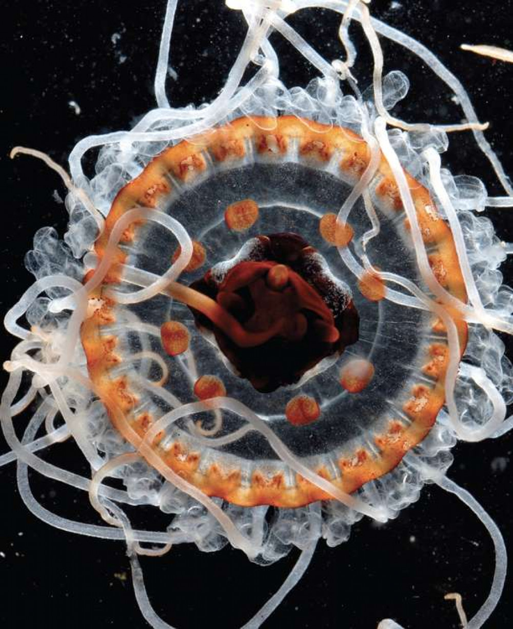 Atolla jellyfish from Creatures of the Deep Photography © photographers from Creatures of the Deep by Erich Hoyt (Firefly Books, 2021)