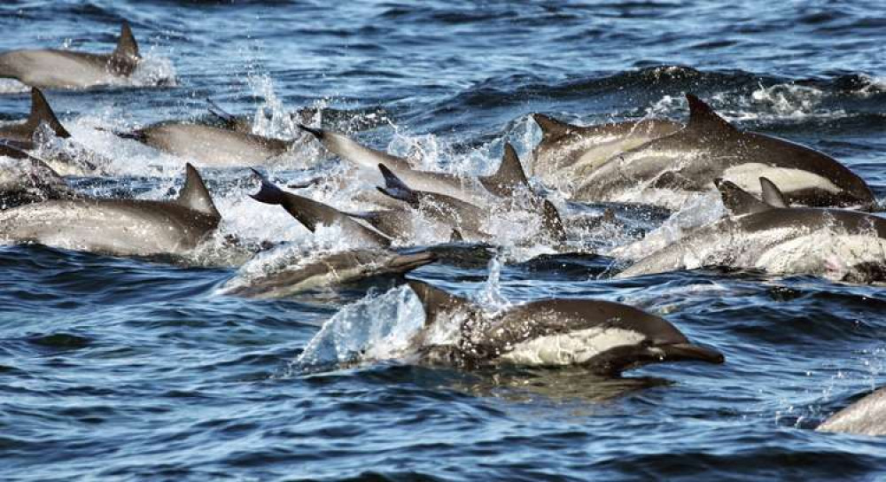 Common dolphins from Creatures of the Deep Photography © photographers from Creatures of the Deep by Erich Hoyt (Firefly Books, 2021)