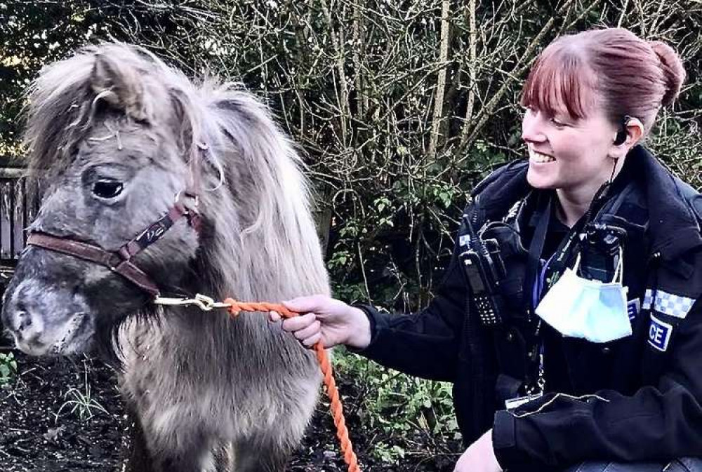 The pony was found wandering the street in Swannington