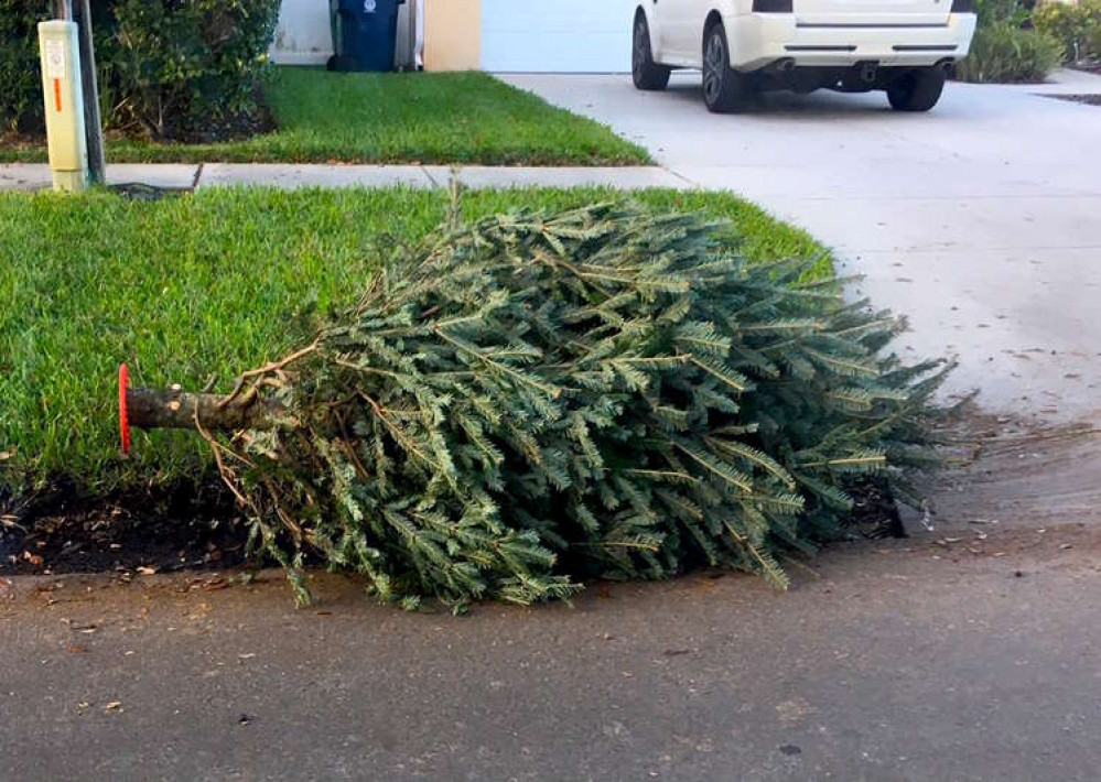 Congleton: You can make a small donation to East Cheshire Hospice, and they'll pick up your Christmas tree from your kerbside. (Image - giveawayboy bit.ly/3Fd3Mxq)