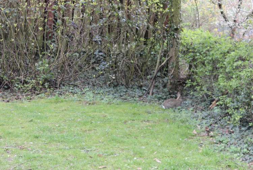 A rabbit on the grounds of Astbury Mere.