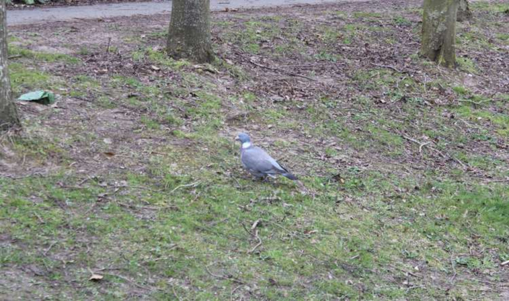 Birds also call Astbury Mere their home, so cleaning up litter can protect them from harm.