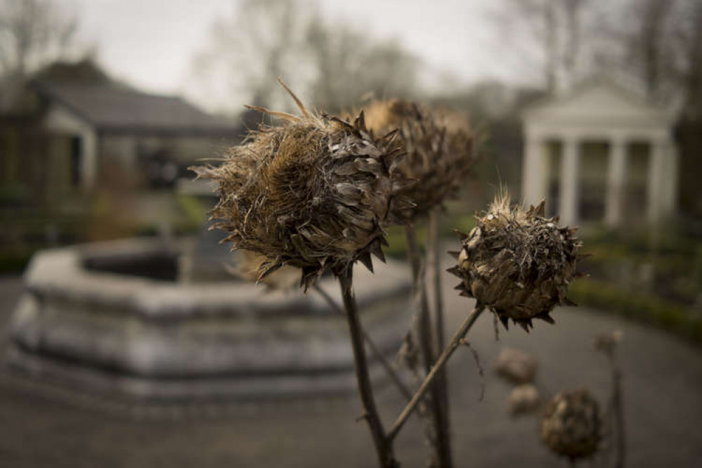 Winter Cardoons in Cowbridge Physic Garden (Image: Neil Schofield)