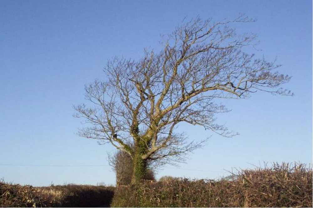 There'll be more than just this one windswept tree in Llantwit Major once Storm Barra hits today (Image: Felinebird)