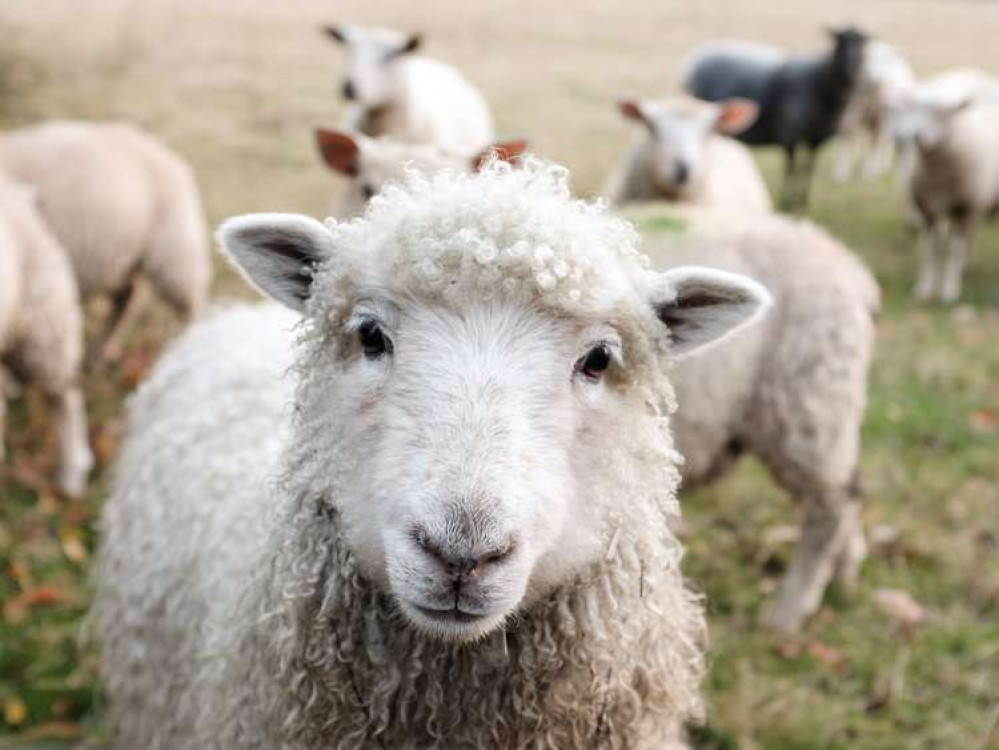 Most incidents involving dogs attacking sheep is on land which is not accessible to the public. (Image credit: Sam Carter/Unsplash)