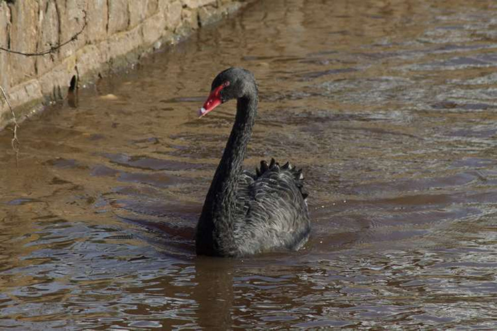 A black swan in Dawlish Water (Nub News, Will Goddard)