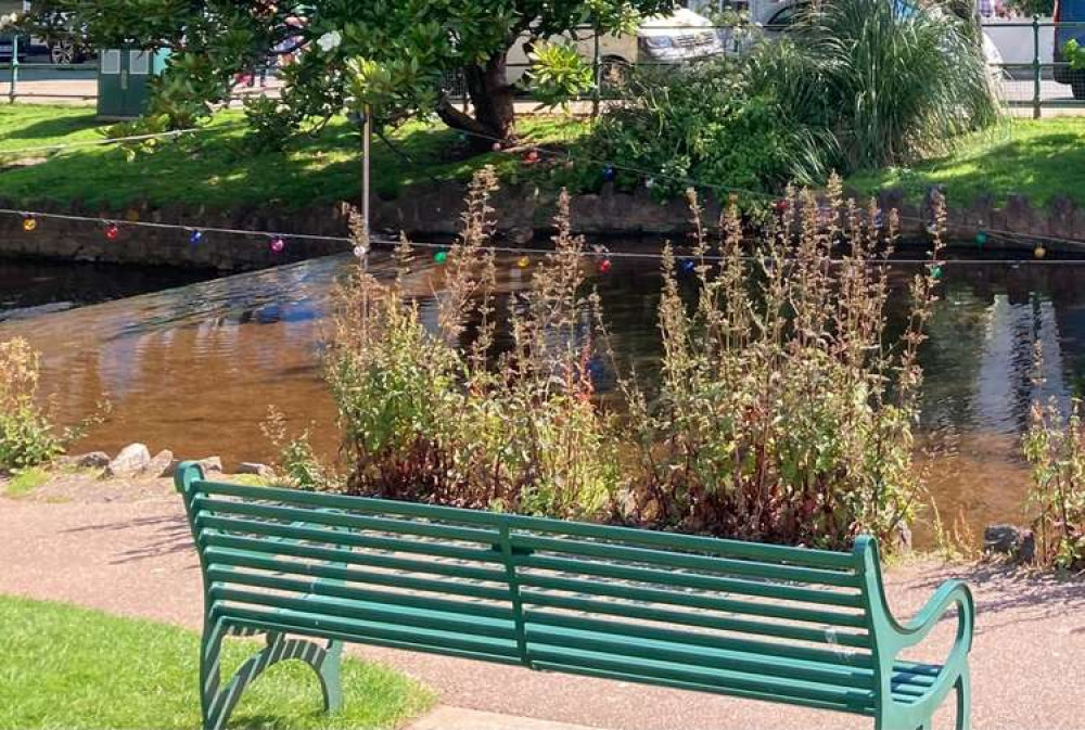 Bench next to Dawlish Water (Nub News, Will Goddard)