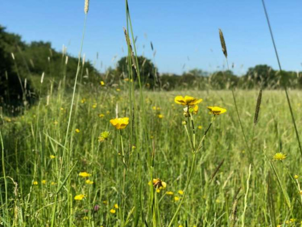 Horsenden West meadows (Image: Sean McCormack)