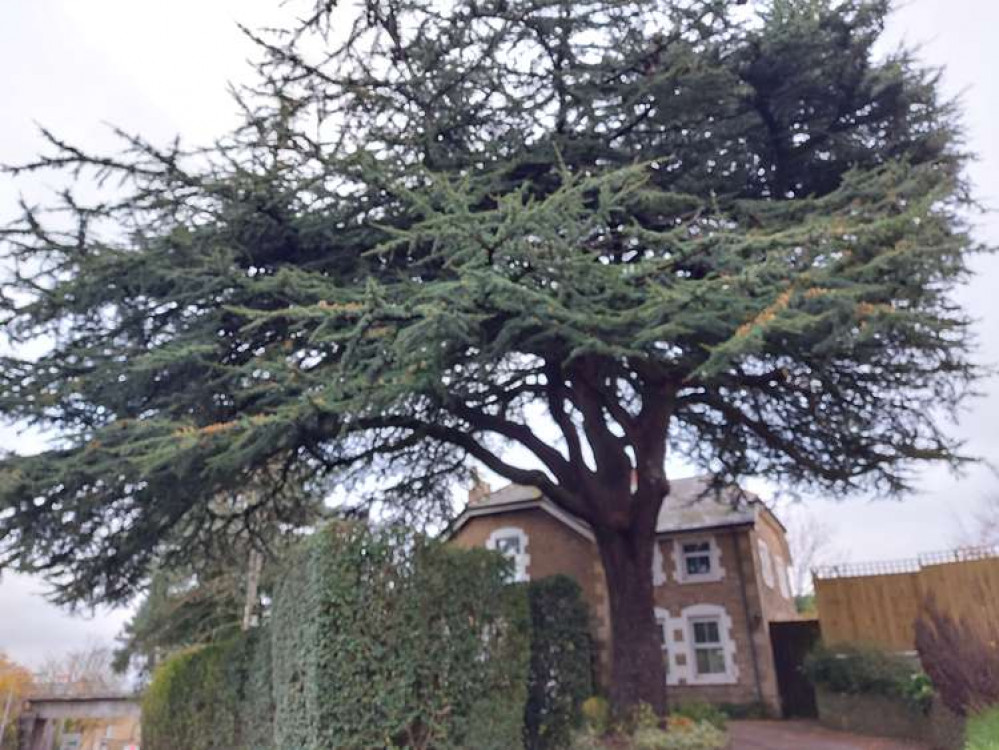 The Cedar of Lebanon at Wallbridge, Frome.Today (November 19)