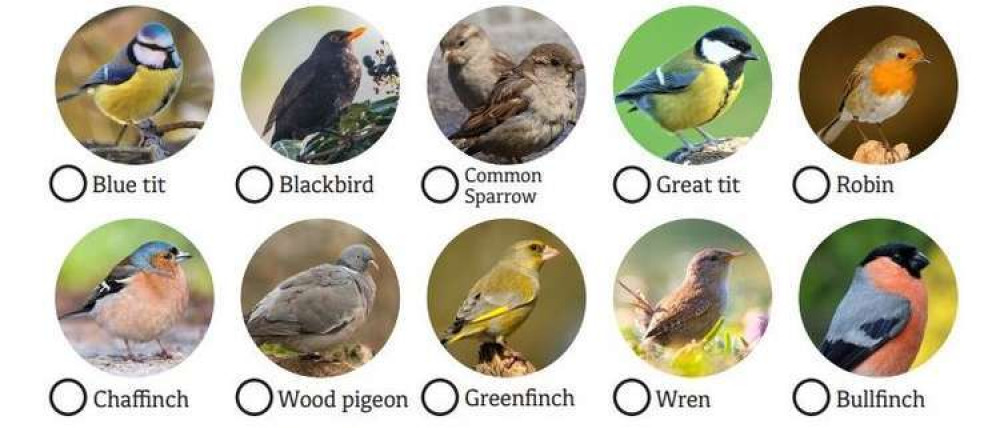 Spot the birdie - the great bird watch is on this weekend