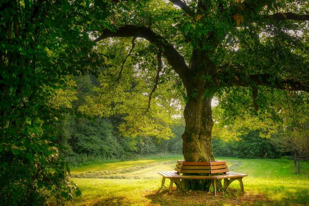 Showfield commemorative bench