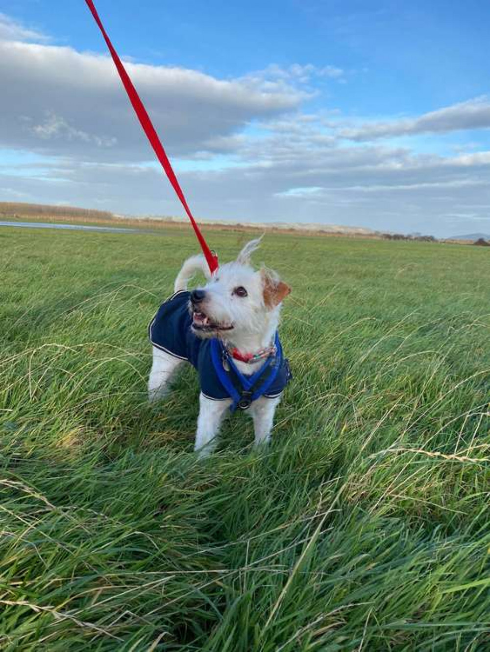 He is the longest stay dog in the Somerset kennel