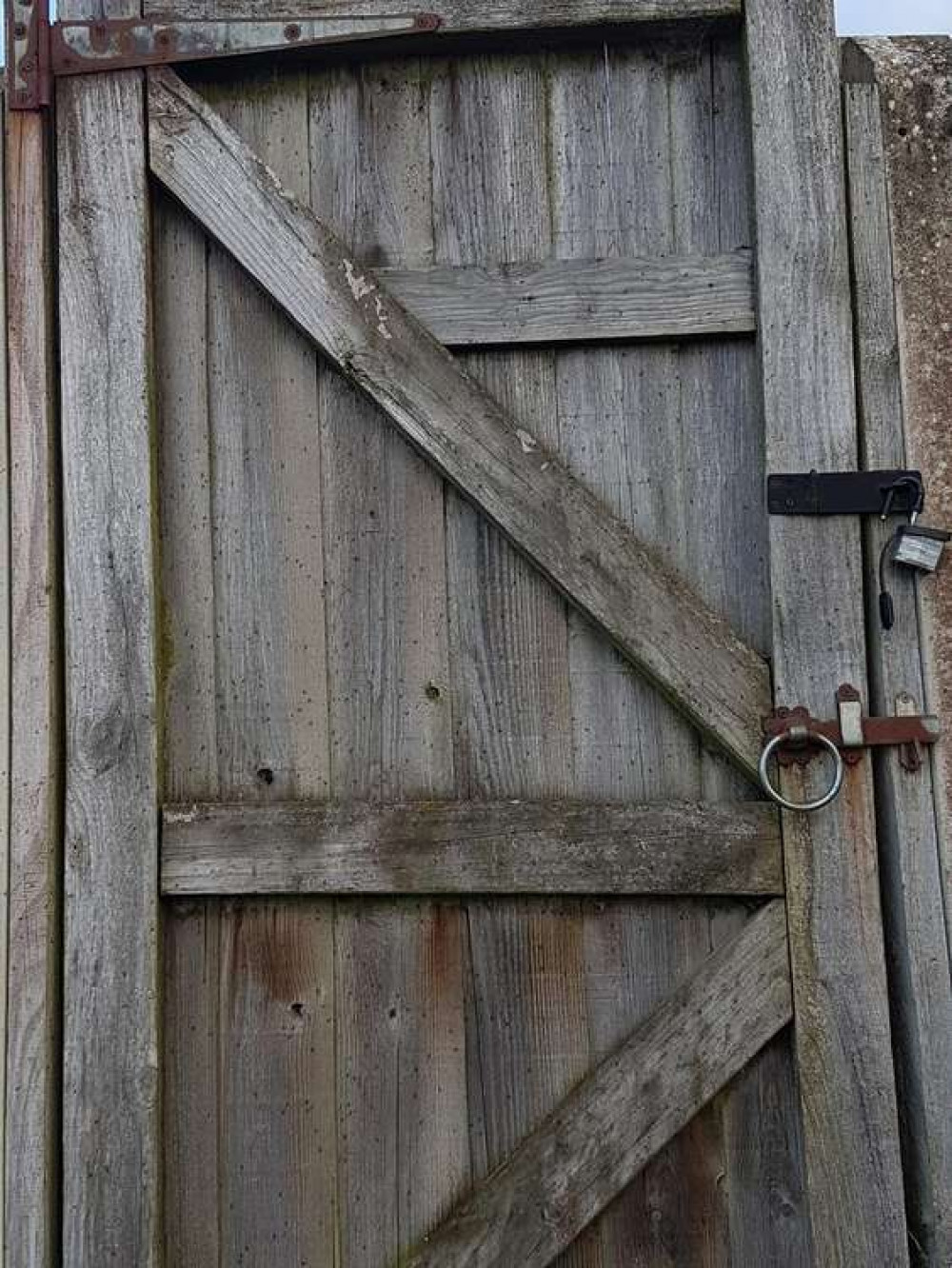 The flies settle on gates, fences or just swarm around the trees at Lower Innox in Frome