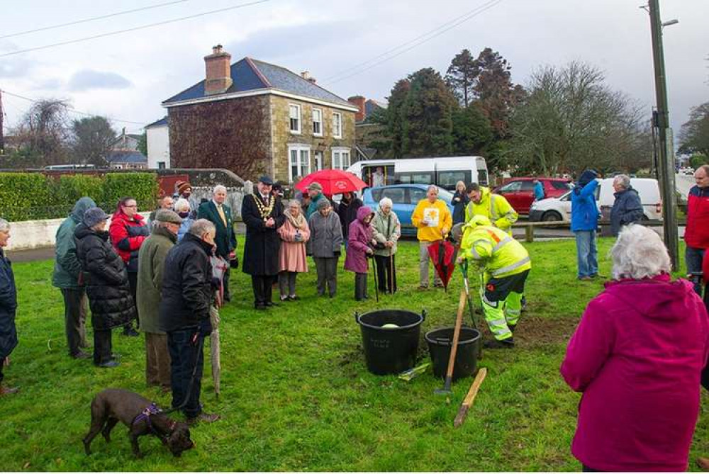 Picture of the tree being planted. Shared by Helston Town Council.