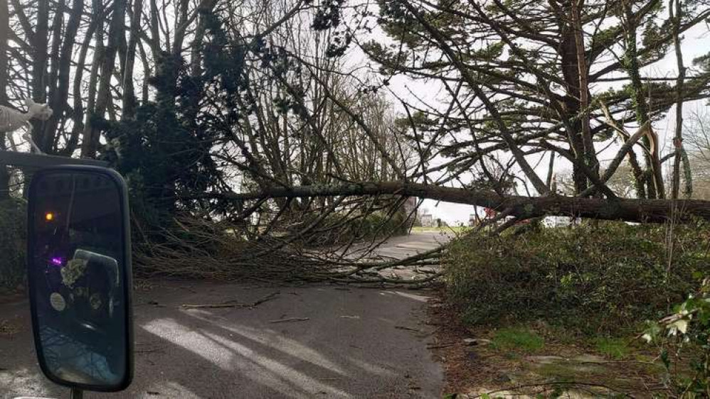 A photo of trees on the road between Helston and Truro. Shared by Peter Marland.