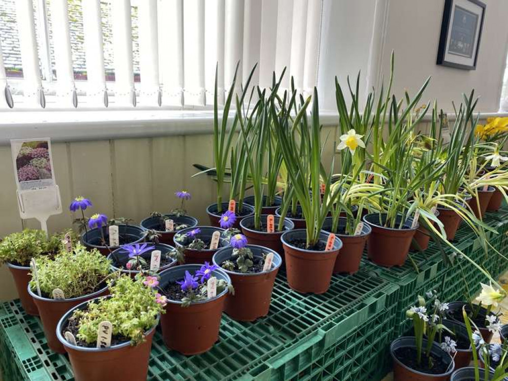 A selection of Peter's plants at the market.