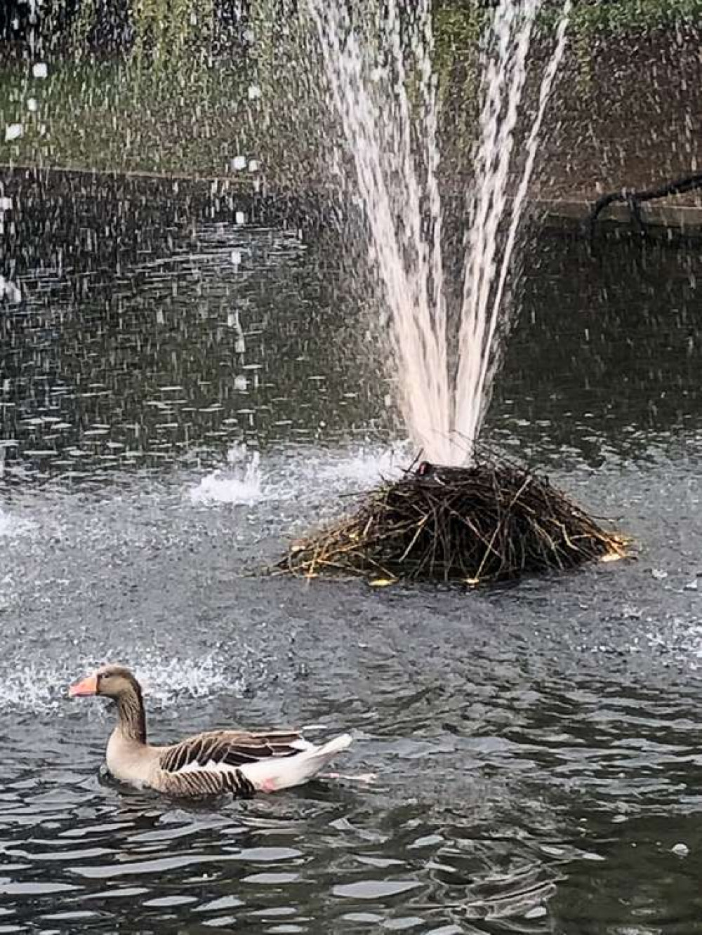 Read A Churchwarden Writes for more on Hitchin's wonderful moorhens. CREDIT: Hitchin Rangers