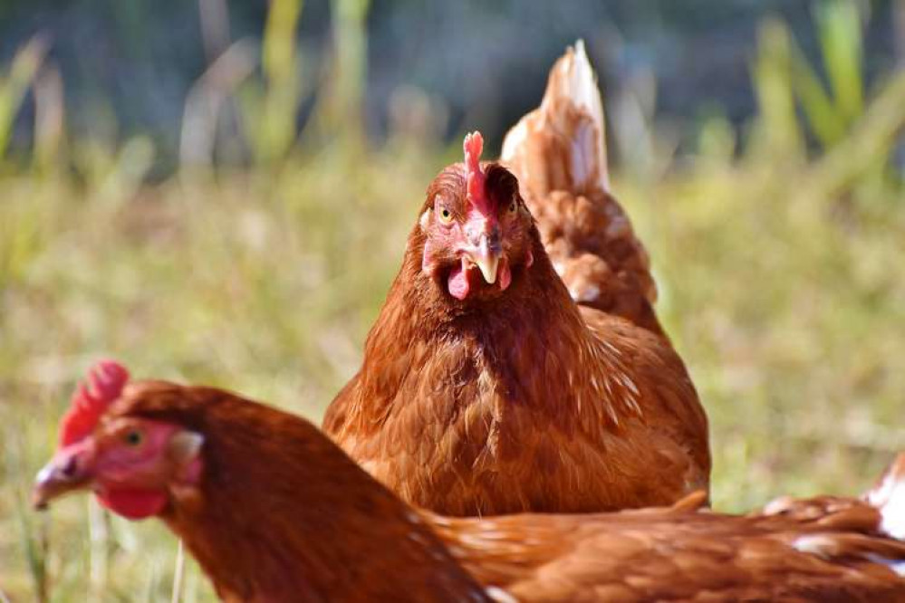 Nottinghamshire poultry and captive bird keepers have received an avian flu order. Photo courtesy of Nottinghamshire County Council.